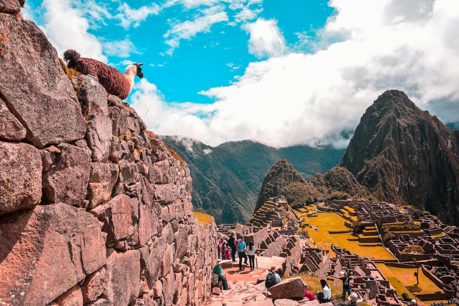 Panorama over Machu Picchu med en vigogne